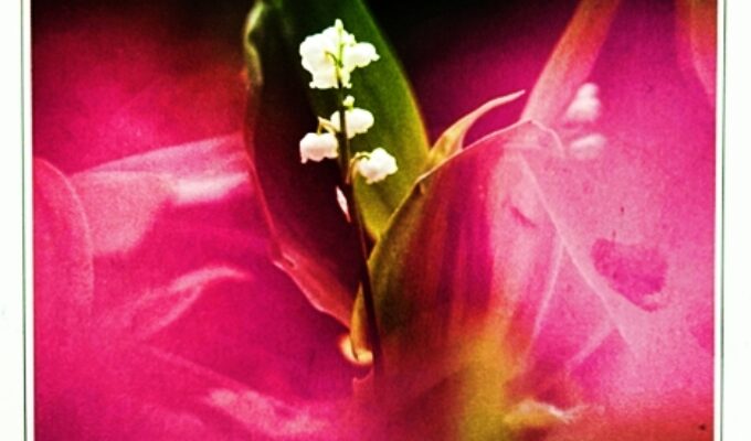 広島花の会写真展